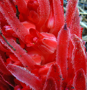 Snow Plant image from YosemiteExplorer.com